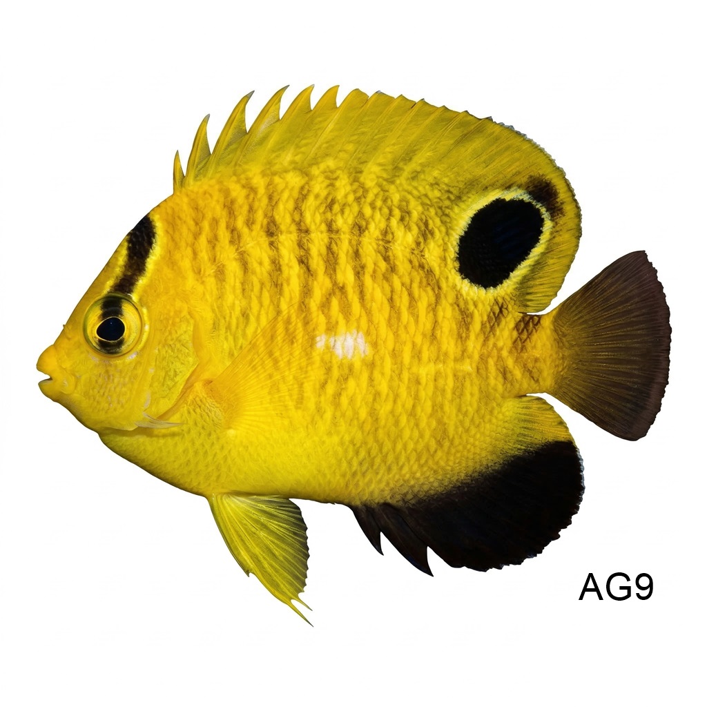 골든플레이크 엔젤_Golden Spotted Angelfish_인도네시아 양식_AG9