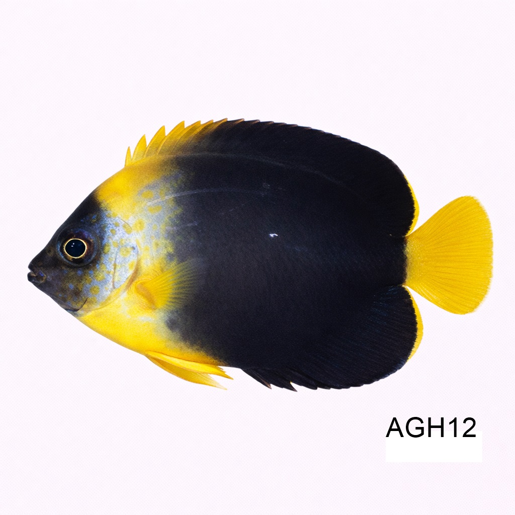 퍼소나이퍼*마즈 엔젤 하이브리드_Personifer X Maze Angelfish_인도네시아 양식_AGH12