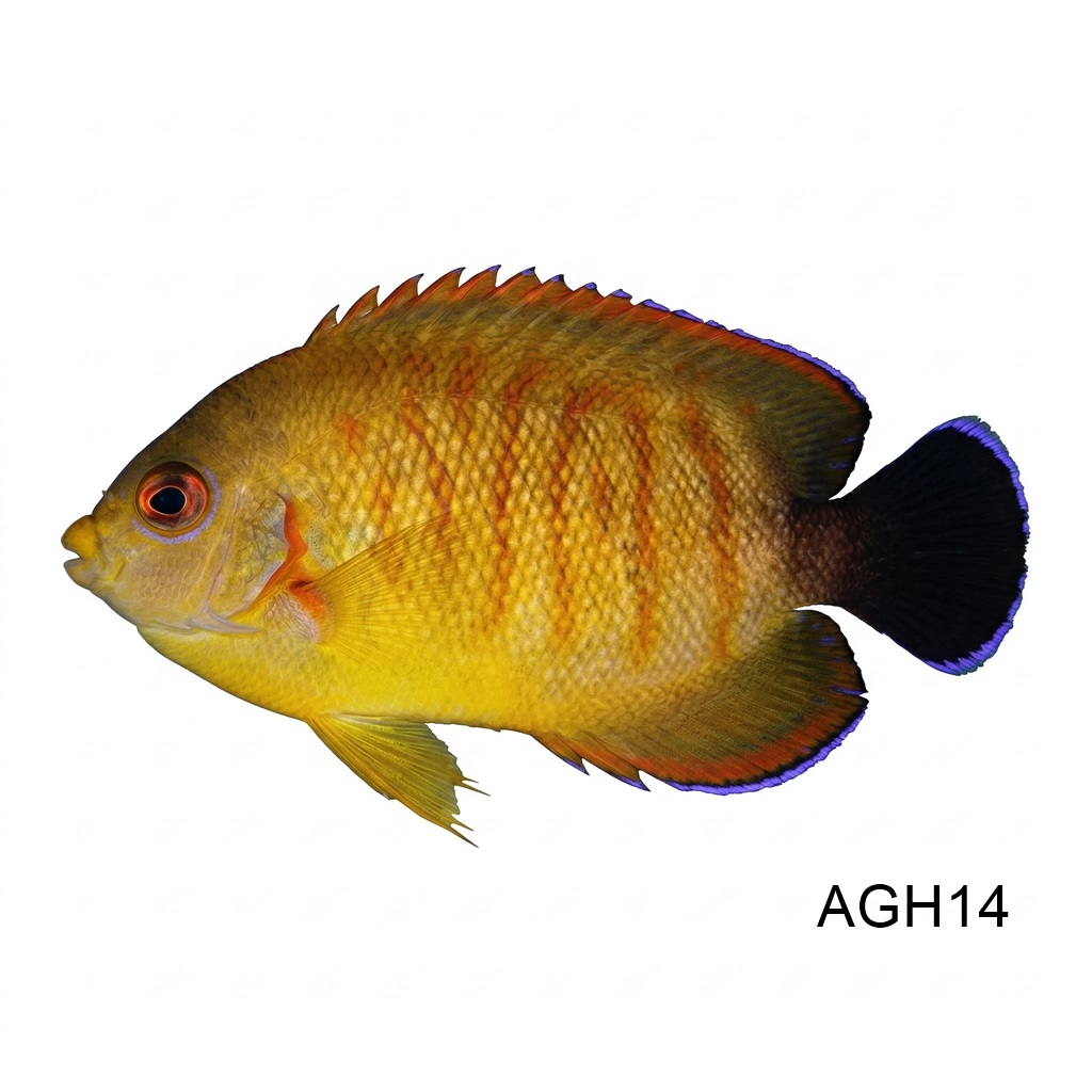 에이블리*레몬필 엔젤 하이브리드_Tigerpyge Angelfish_인도네시아 양식_AGH14