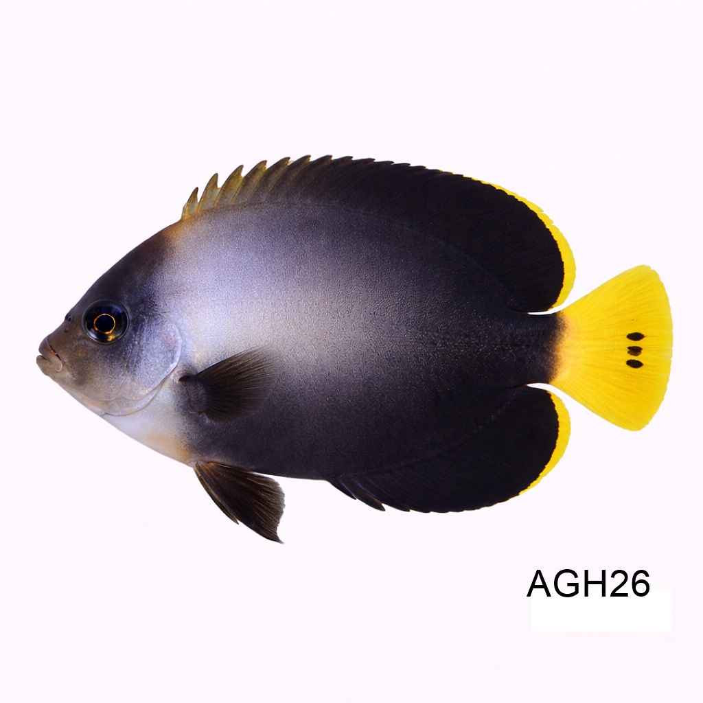 메이즈 엔젤* 팬텀 엔젤 하이브리드_Maze angelfish X Phantom Angelfish_인도네시아 양식_AGH26