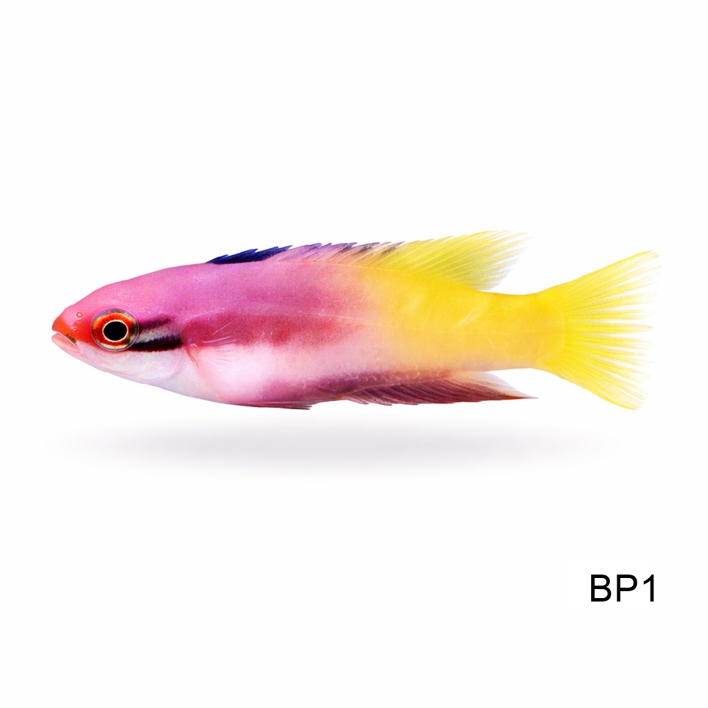 스팟핀 호그피쉬_Bodianus Pulchellus_인도네시아 양식_BP1
