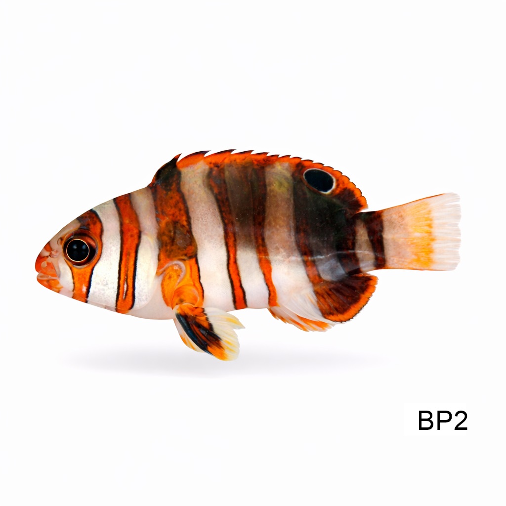 할리퀸 터스크_Harlequin Tuskfish_인도네시아 양식_BP2