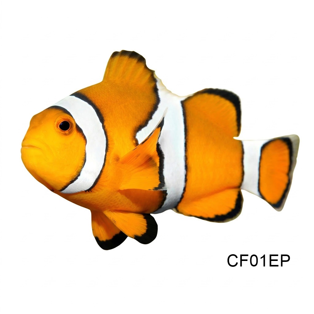 롱핀 오셀라리스_Longfin Ocellaris_인도네시아 양식_CF01EP