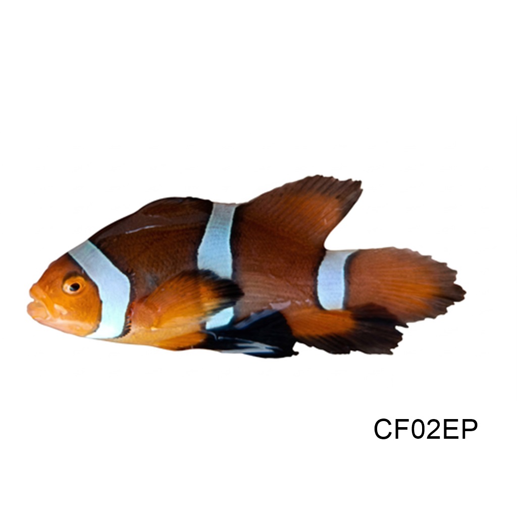 롱핀 퍼큘라_Longfin Percura_인도네시아 양식_CF02EP