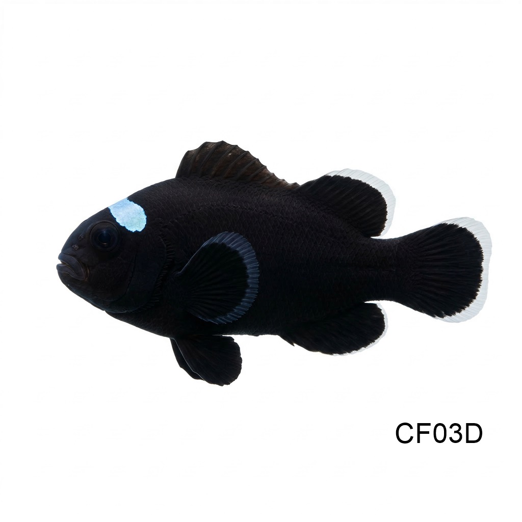 도미노 클라운_Domino clownfish_인도네시아 양식_CF03D