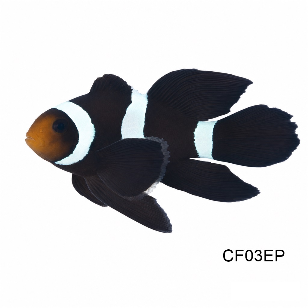 롱핀 다윈 오셀라리스_Longfin Darwin Ocellaris_인도네시아 양식_CF03EP