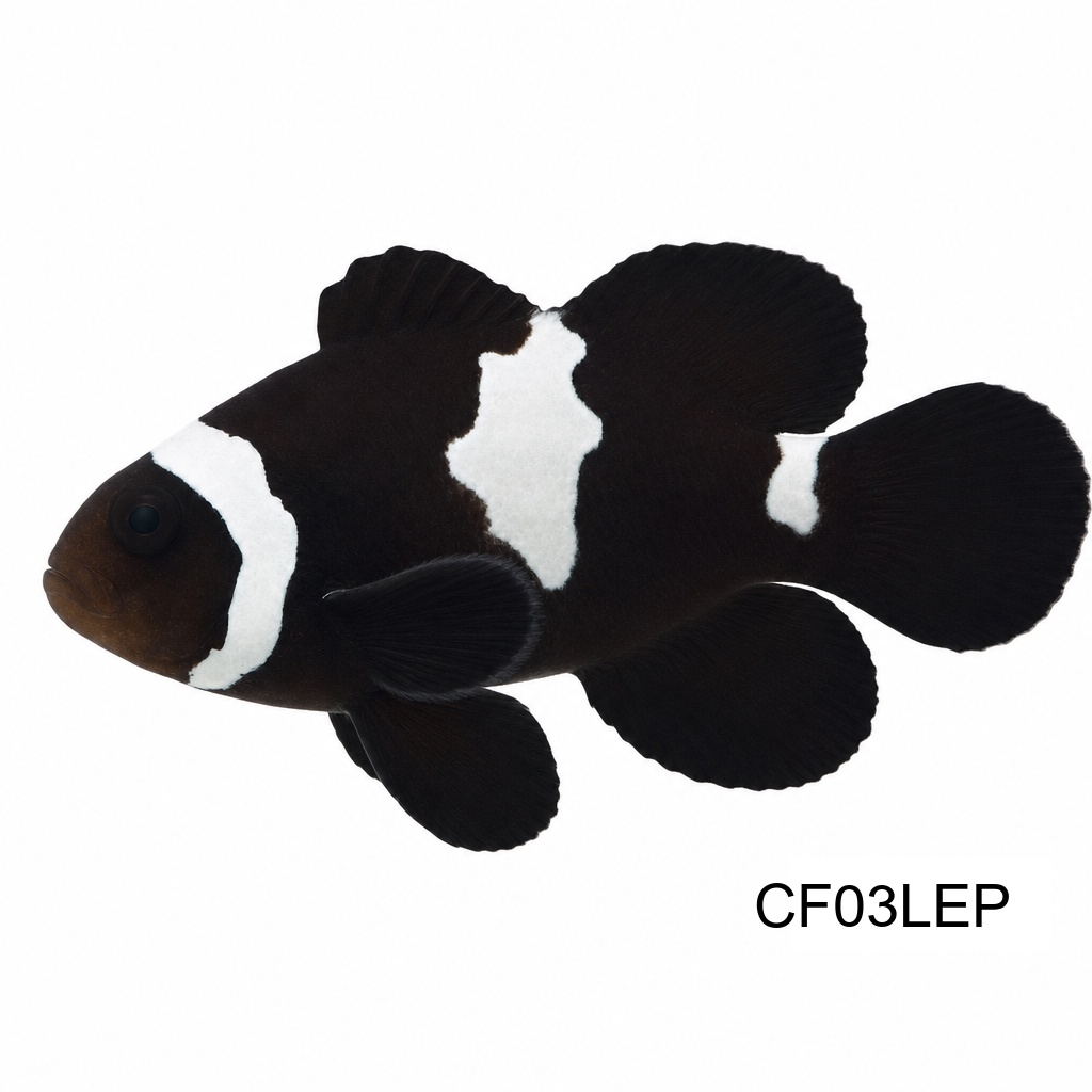 롱핀 라이팅 다윈 오셀라리스_Longfin Lighting Darwin Ocellaris_인도네시아 양식_CF03LEP
