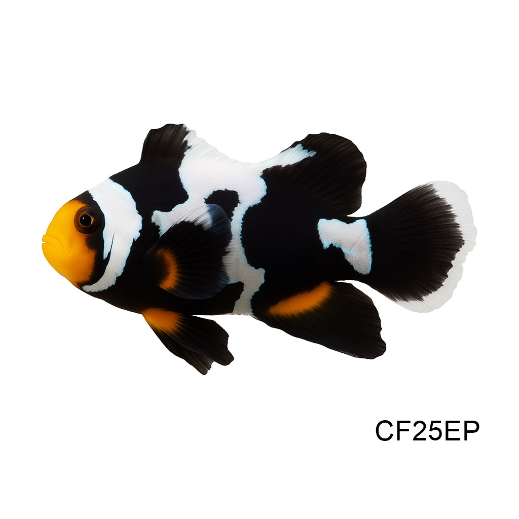 롱핀 스톰 클라운(흰색 or 검은색 랜덤)_Longfin storm clownfish (Black or White random)_인도네시아 양식_CF25EP