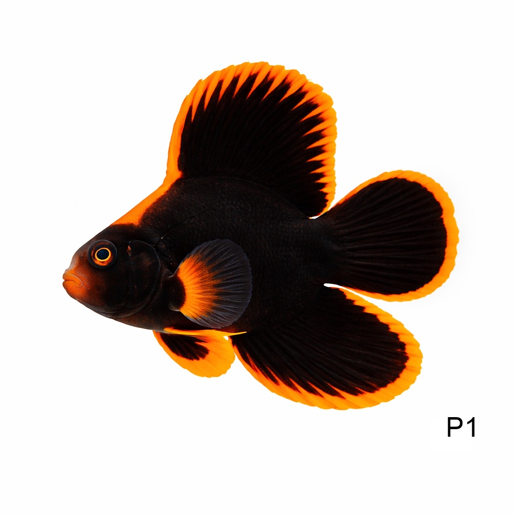 오랜지핀 뱃피쉬_Orange Fin Bat Fish_인도네시아 양식_P1