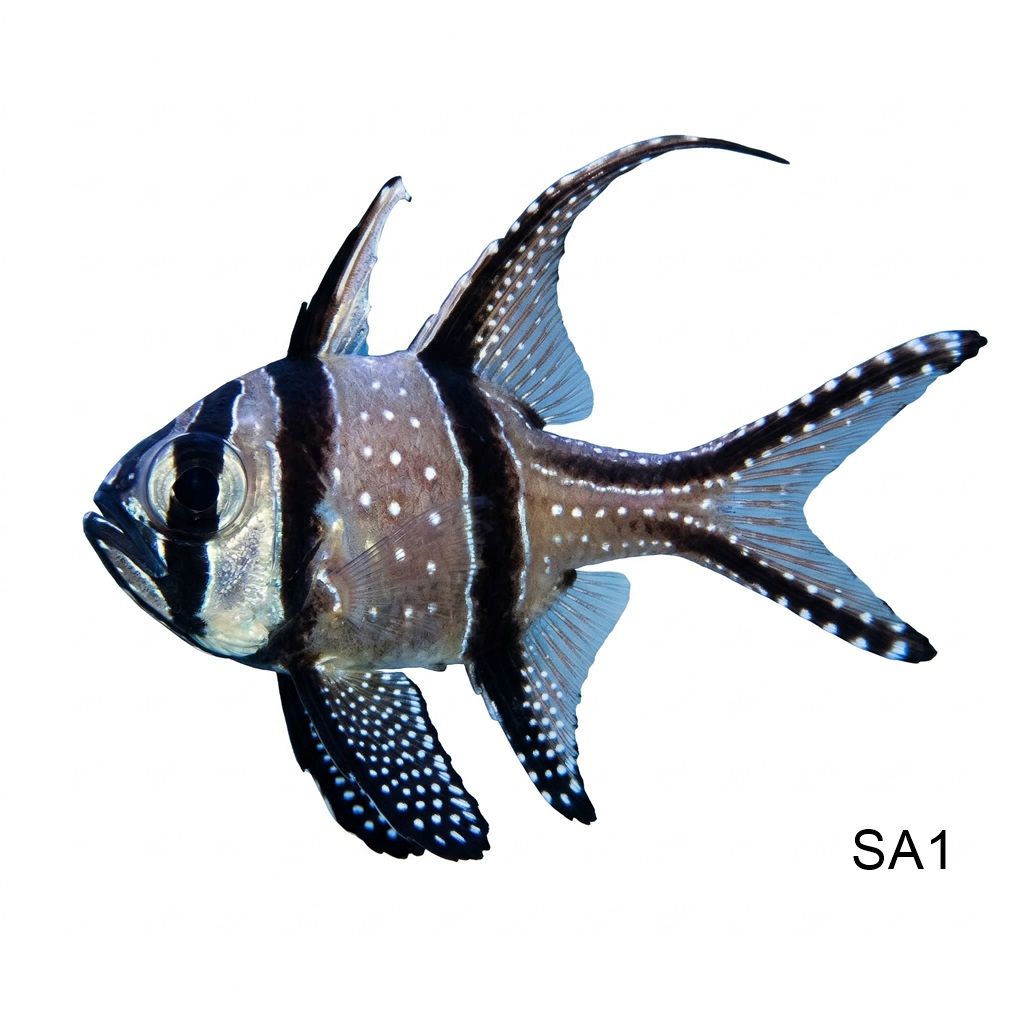 뱅가이 카디날_Banggai Hifin Cardinalfish_인도네시아 양식_SA1