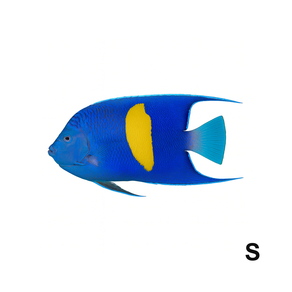 Half-Moon Angelfish_Small_Pomacanthus Maculosus_LSSOM