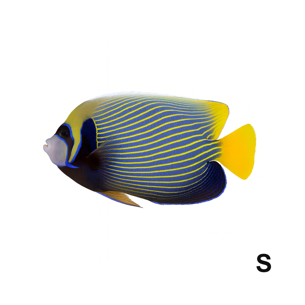Emperor Angelfish_Small_Pomacanthus Imperator_LSSOM