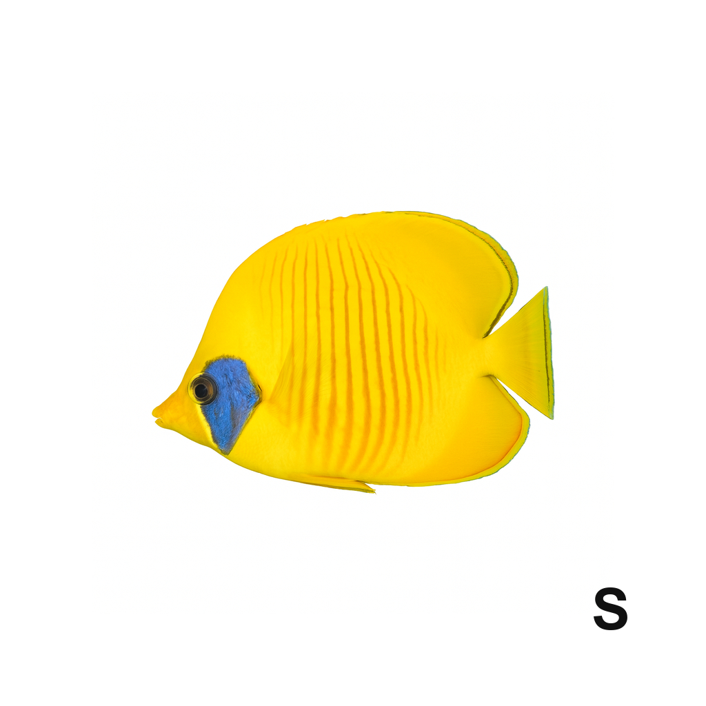 Bluecheek / Golden Butterflyfish_Small_Chaetodon Semilarvatus_LSSOM