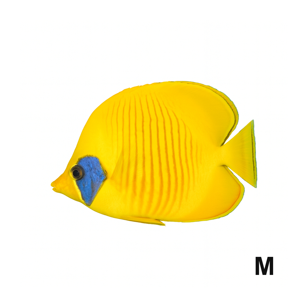 Bluecheek / Golden Butterflyfish_Medium_Chaetodon Semilarvatus_LSSOM