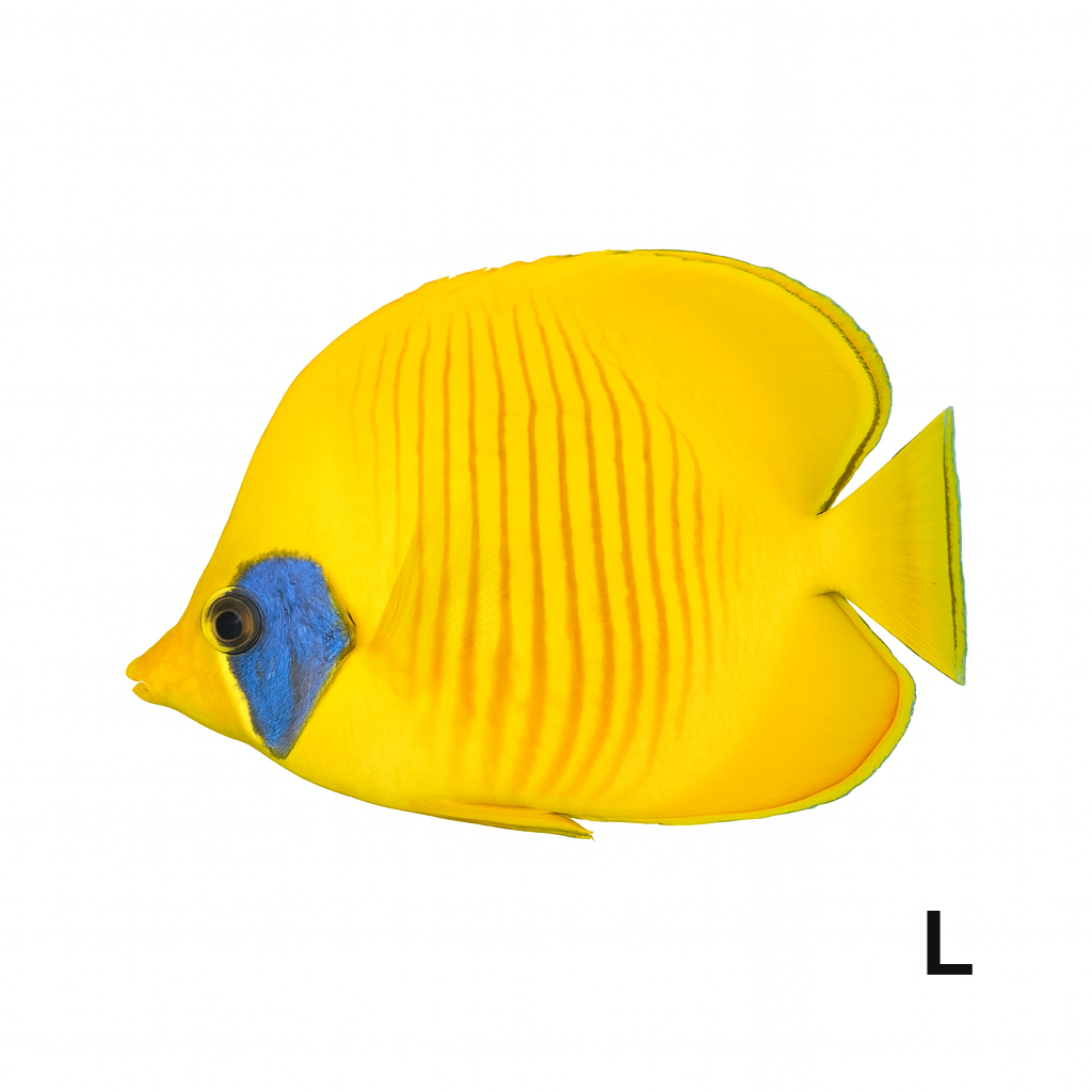 Bluecheek / Golden Butterflyfish_Large_Chaetodon Semilarvatus_LSSOM
