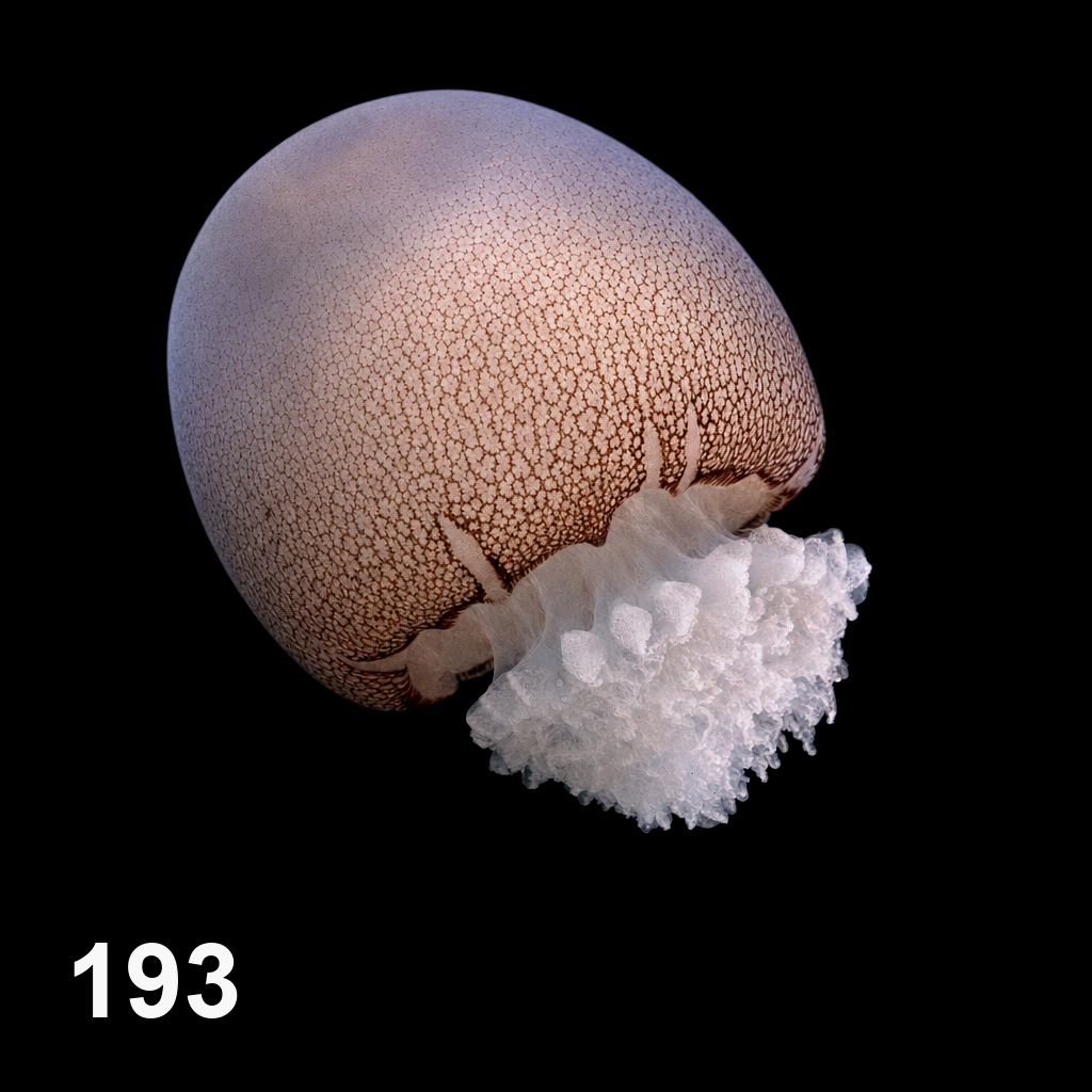 붉은대포알해파리(5cm-6cm)_193_Stomolophus sp.