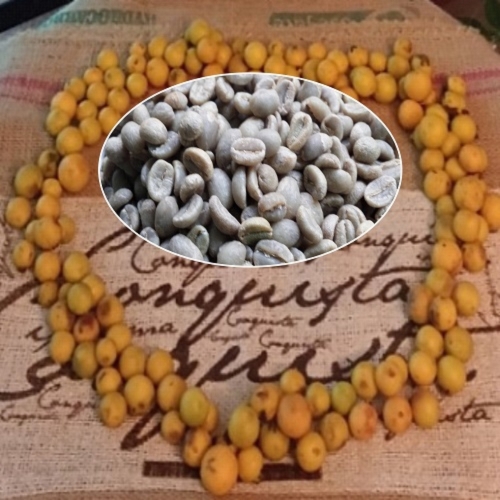 [홈로스팅 끝판왕] 파나마 보케테 SHB EP 스페셜티 생두 1kg 풍부한 향미 & 균형감