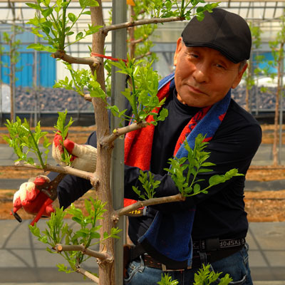 팜피 2호점_백강농원 : 전용호 농부님의 자부심 '왕대추' 2kg