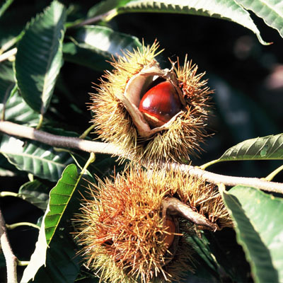 하늘빛농장 : 속이 꽉찬 고당도 칼집 '밤'