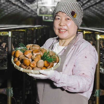 사비골버섯농장 : 무농약 '참송이버섯' 특/상/가정용