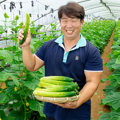 가족농장 : 수분가득 아삭아삭한 '오이'