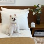 BAS 바스 강아지 배변 화장실 집안 냄새제거 고체 펫 탈취제 450G
