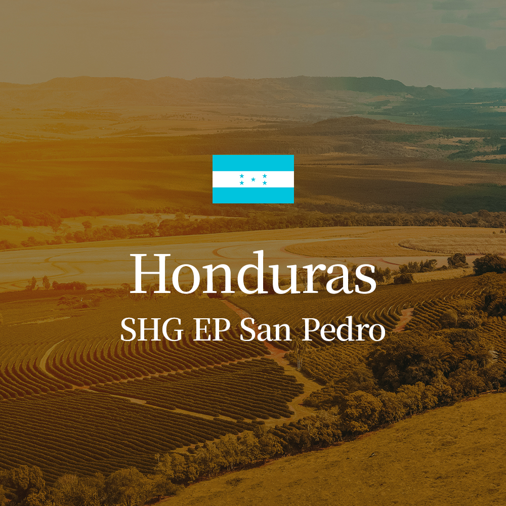 온두라스 SHG EP San Pedro