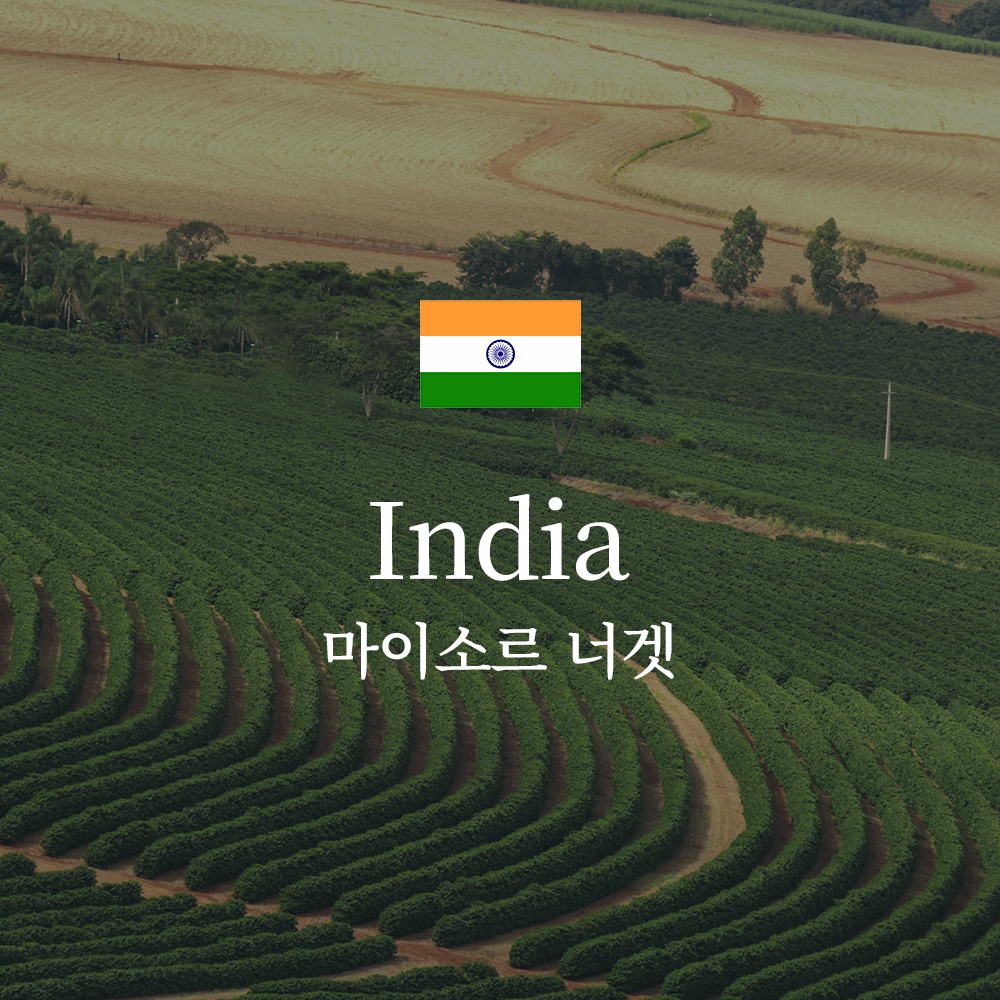 인도 마이소르 너겟 엑스트라 볼드
