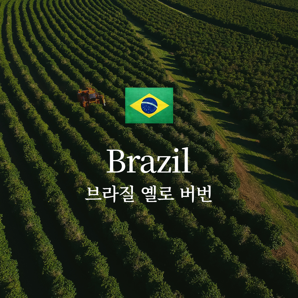 브라질 옐로우 버번