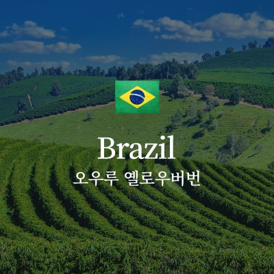브라질 오우루 옐로우버번