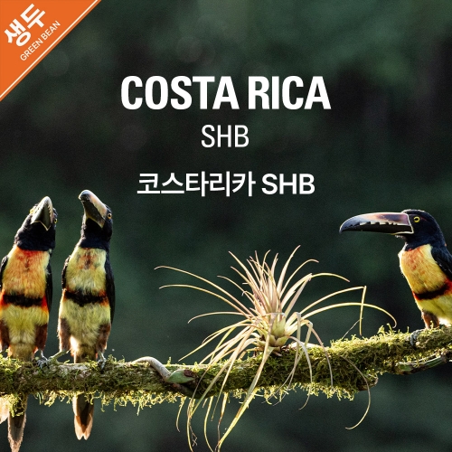 생두 코스타리카 SHB