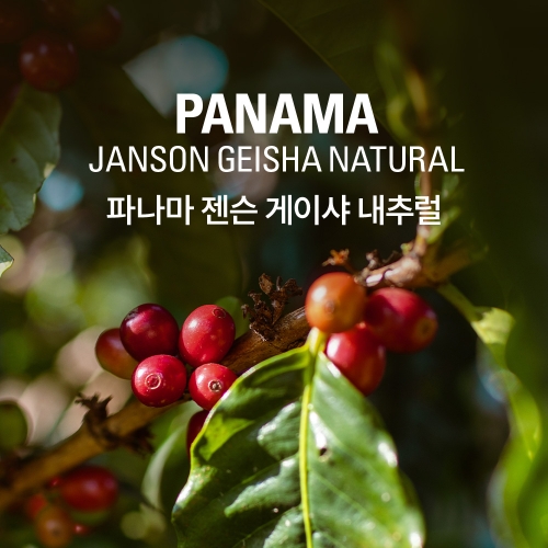 갓볶은커피 파나마 젠슨 게이샤 내추럴