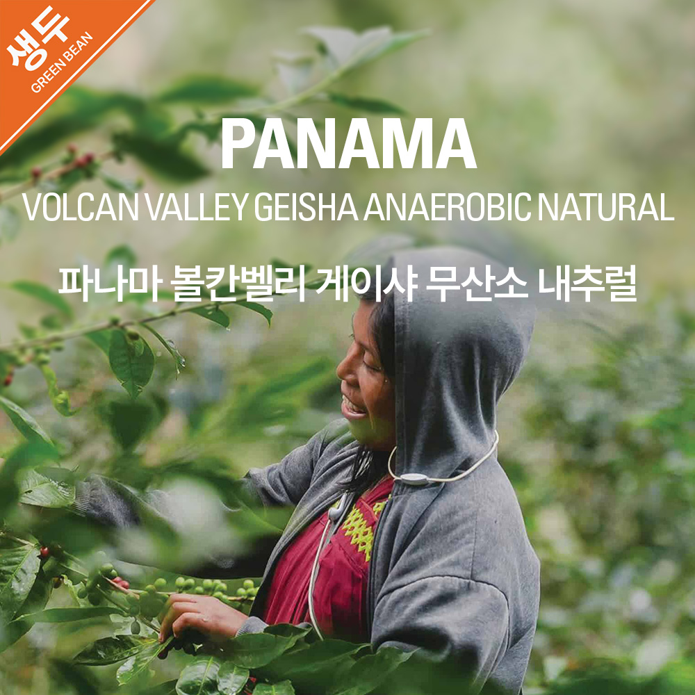 생두 파나마 볼칸벨리 게이샤 무산소 내추럴