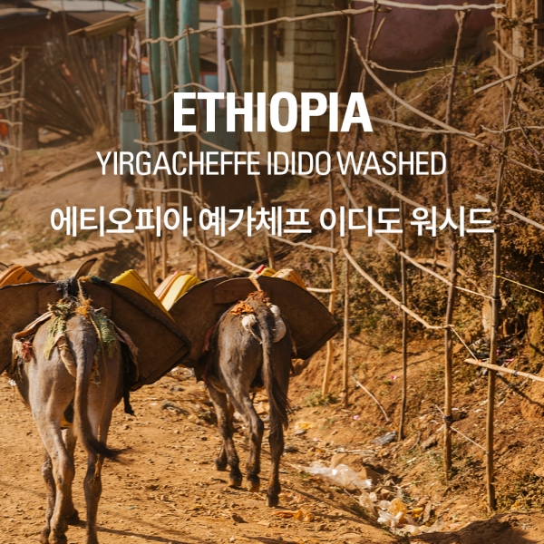 갓볶은커피 에티오피아 예가체프 이디도 G1 워시드