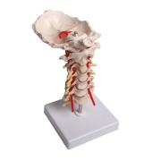 경추 모형