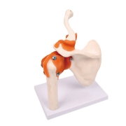 어깨 관절 모형