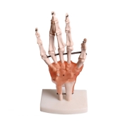 손 인대 관절 모형
