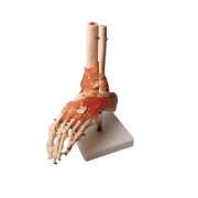 발 인대 관절 모형