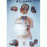 4장 인체 해부도(대)
