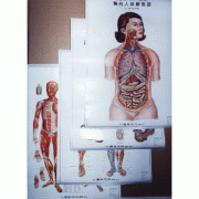 4장 인체 해부도 소