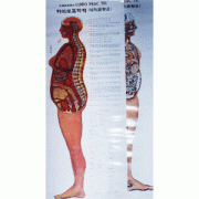 카이로프락틱 괘도