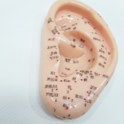 이침 귀 모형(중)
