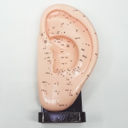 귀 모형(대)