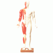 경혈 인형(대)