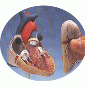 심장 모형