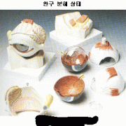 안구 모형