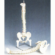 척추 모형(독일)