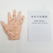 손 모형