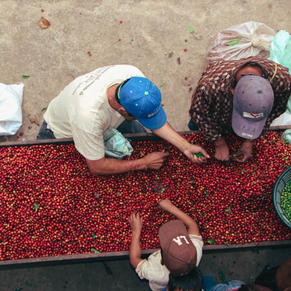 [Black Box 108] 과테말라 엘 인헤르토 레드 파카마라 판도라 옥션랏