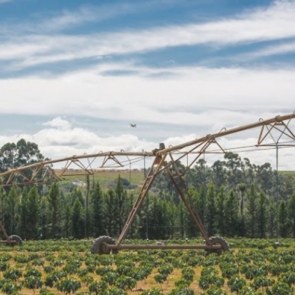 브라질 다테하 썸머 솔스티스